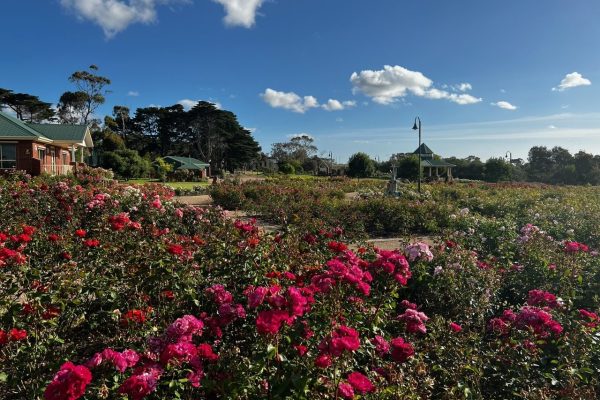 Wide views of Mornington Botanical Rose Gardens with bright roses in bloom.